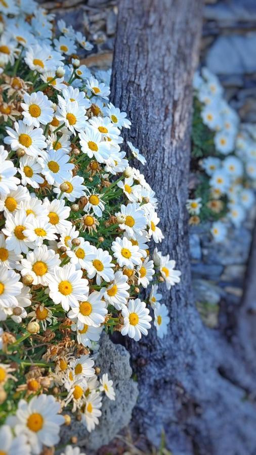 Dependance Belvedere Recco Dış mekan fotoğraf